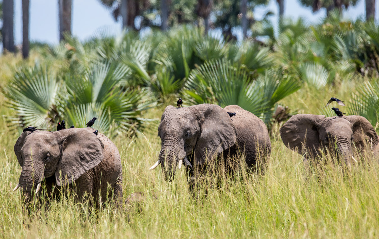 Family safaris Uganda - Elephant wildlife tours in Murchison Falls National Park